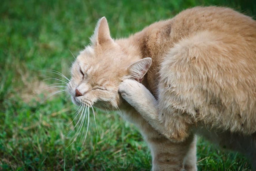 Отит у кошек