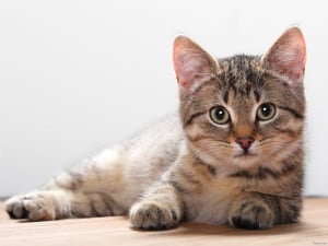 Гипертиреоз у кошек