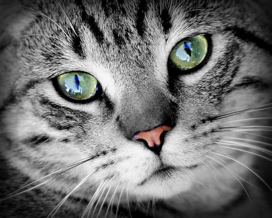 Корнеальный секвестр у кошек