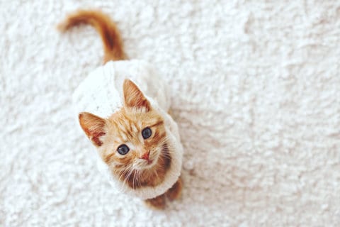 Почему кошка грызет кончик хвоста