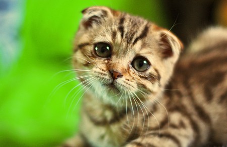 Астма у кошек