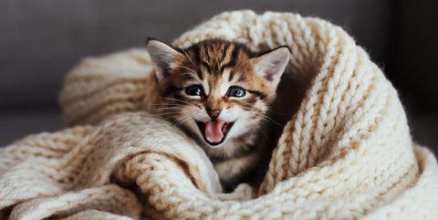 Дископатия у кошек
