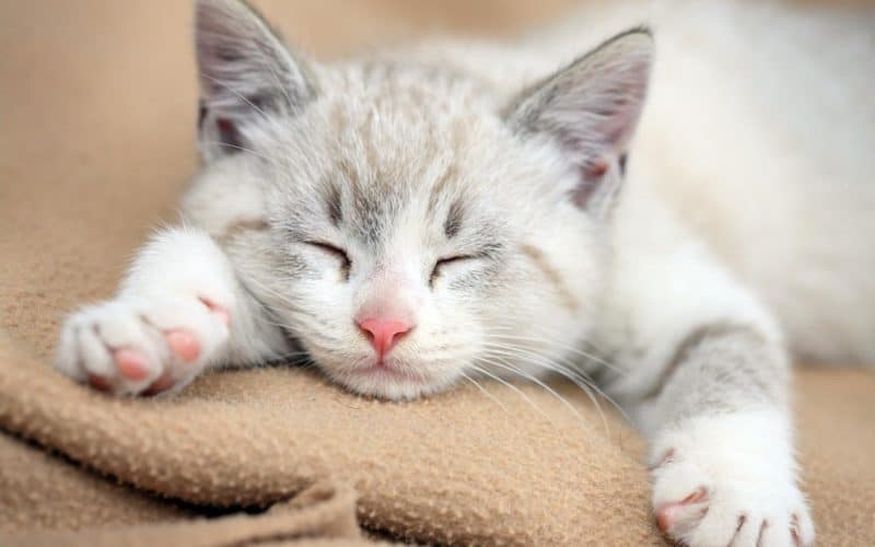 Анемия у котят