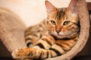 Эндометрит у кошек