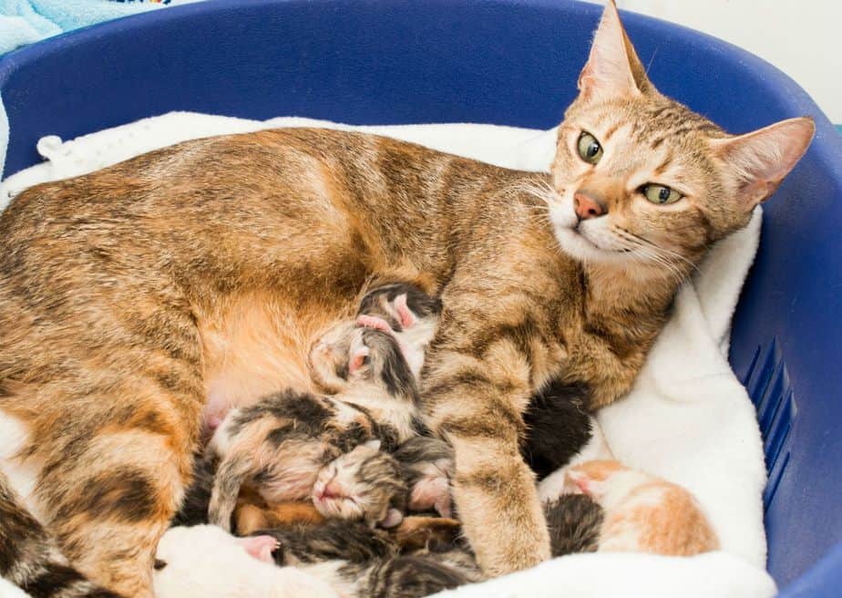 Мастит у кошек