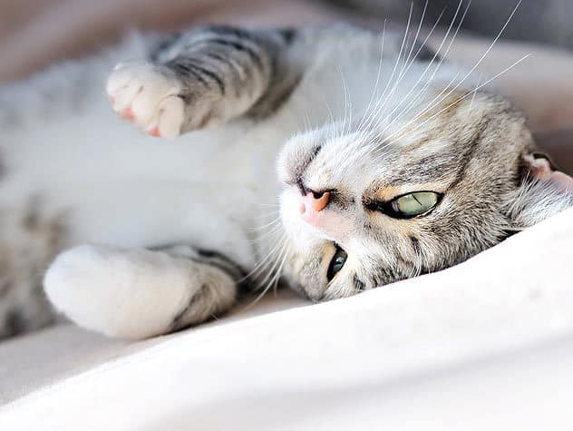 Гингивит у кошек