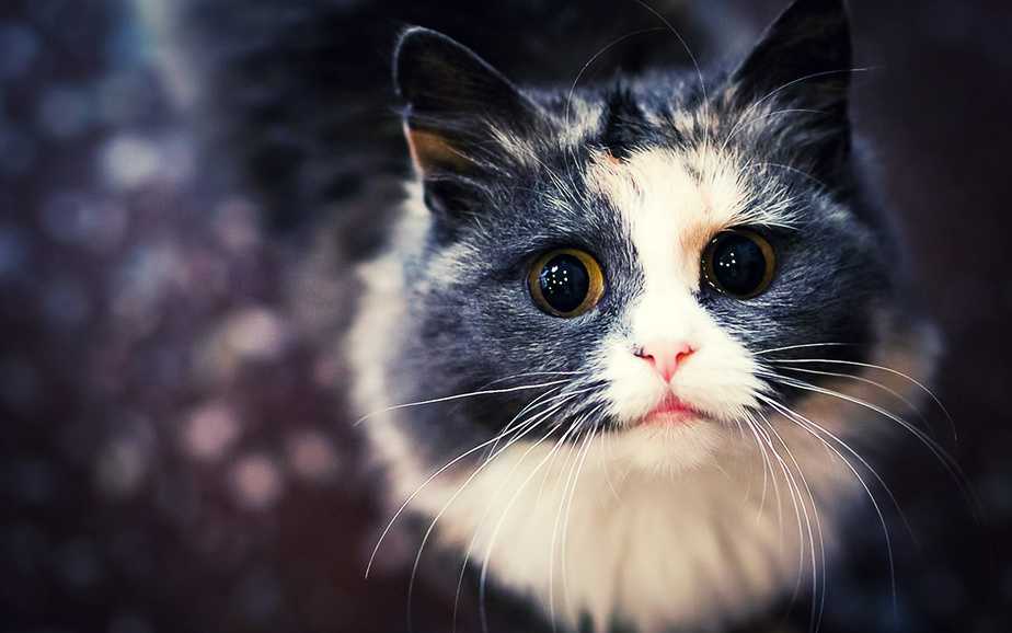 Эпилепсия у кошек