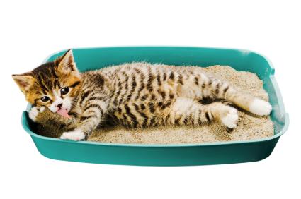 Почему котенок спит в лотке