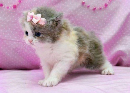Клизма котенку