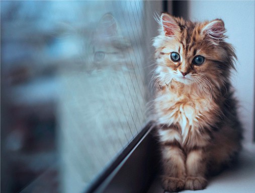 Падение кошек с высоты