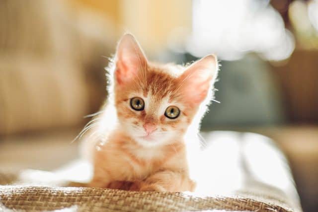 Бордетеллез у кошек