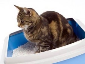 Виды наполнителей для кошачьего туалета