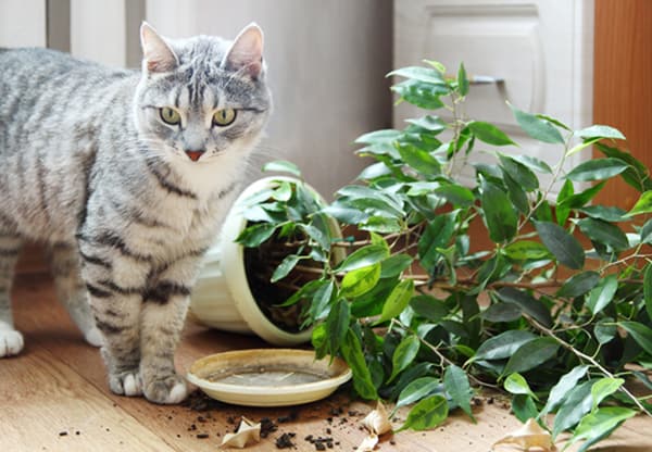 Ядовитые растения для кошек