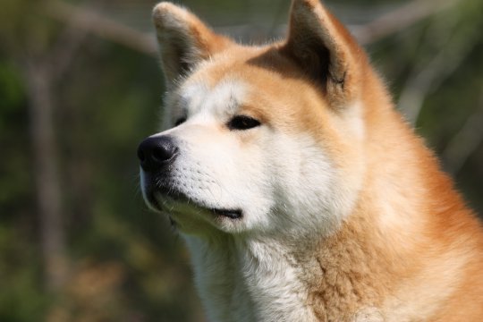 Китайские породы собак